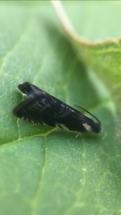 Grapholita angleseana