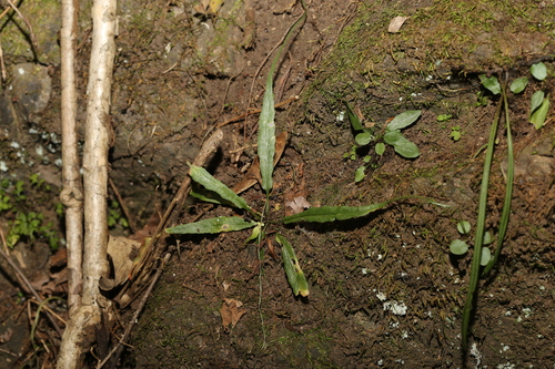 Asplenium ruprechtii iNat (2)