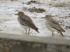 Burhinus senegalensis