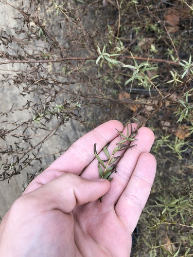 Artemisia dracunculus