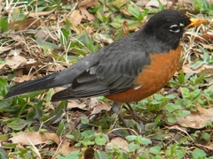 Turdus migratorius