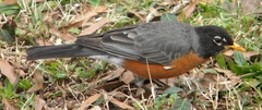 Turdus migratorius