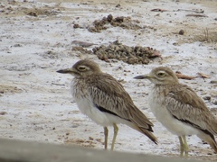 Burhinus senegalensis