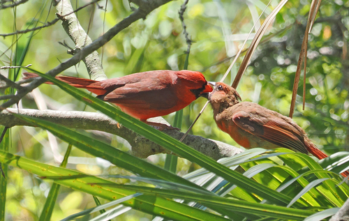 Northern Cardinal photographed in South Carolina