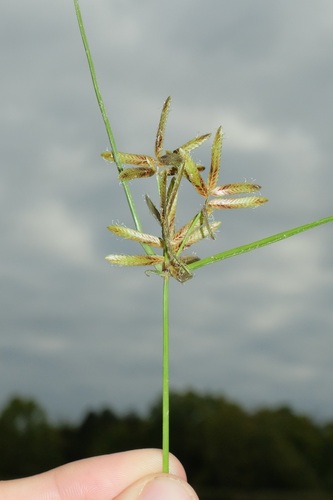Image of Cyperus flavescens by (c) Nathan Aaron, some rights reserved (CC BY)