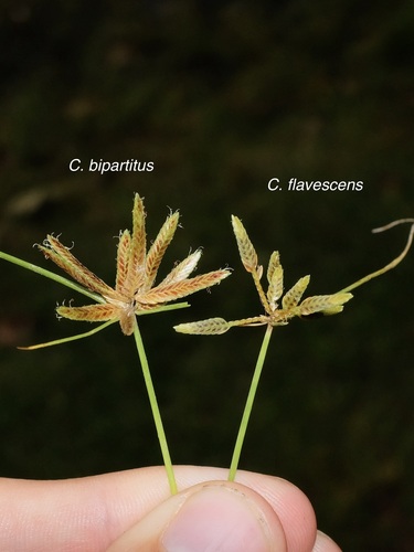 Image of Cyperus flavescens by (c) Nathan Aaron, some rights reserved (CC BY)