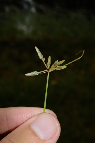 Image of Cyperus flavescens by (c) Nathan Aaron, some rights reserved (CC BY)