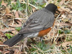Turdus migratorius