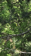 Spinus tristis