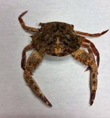 Achelous spinimanus