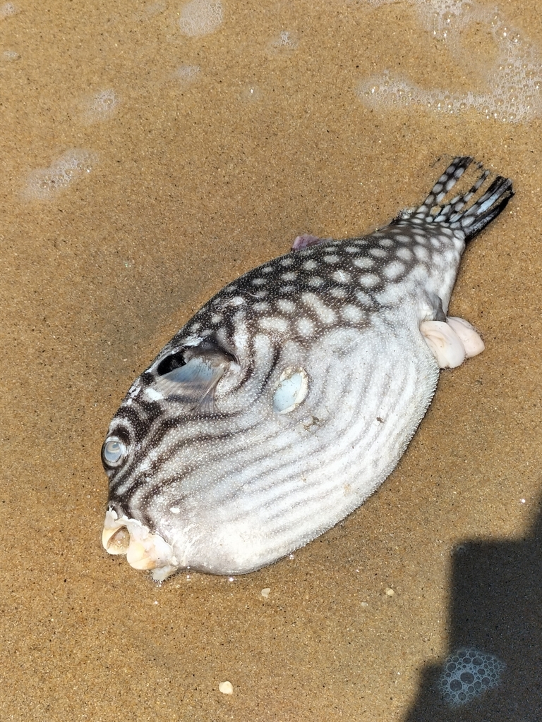 Reticulated pufferfish