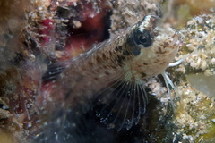 Hyena Blenny photo 2