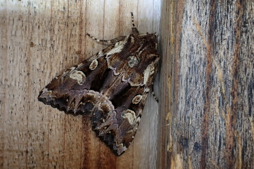 Blepharita amica Treitschke, 1825