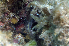 Hyena Blenny photo 3