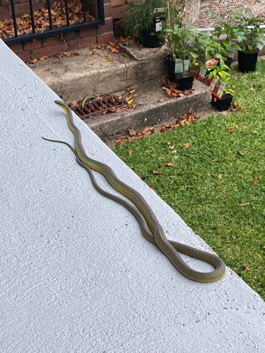 Common Tree Snake sighting