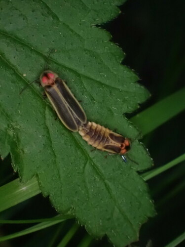 Pale Firefly