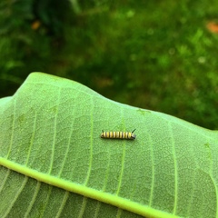 Danaus plexippus