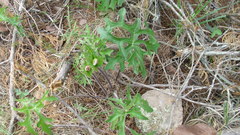 Psacalium radulifolium