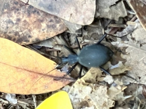 Velvet Snail-eating Beetle photo 4