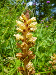 Orobanche reticulata