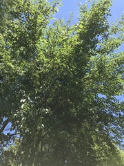 Morus alba