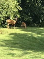 Odocoileus virginianus