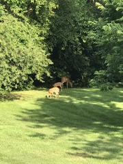 Odocoileus virginianus