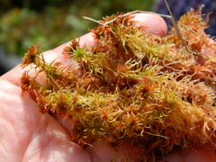 Sphagnum rubellum