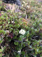 Eutrema edwardsii