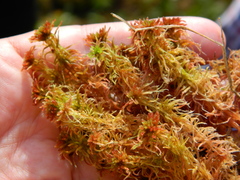 Sphagnum rubellum