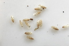 Carychium