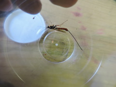 Dolichomitus irritator