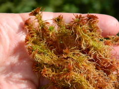 Sphagnum rubellum