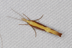 Ypsolopha dentiferella