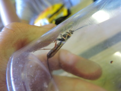 Dolichomitus irritator