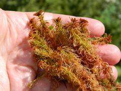 Sphagnum rubellum