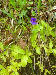Pinguicula grandiflora