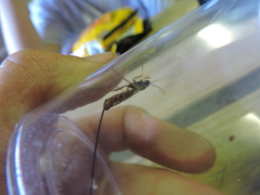 Dolichomitus irritator