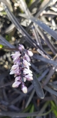 Ophiopogon planiscapus