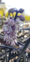 Ophiopogon planiscapus