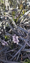 Ophiopogon planiscapus