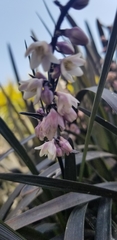 Ophiopogon planiscapus