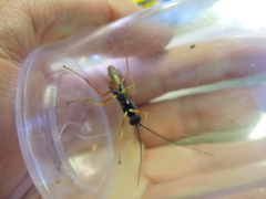 Dolichomitus irritator