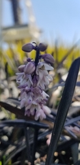 Ophiopogon planiscapus