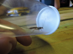 Dolichomitus irritator