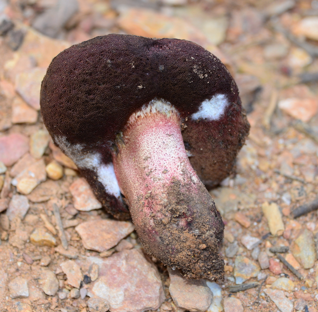 Sepedonium chalcipori