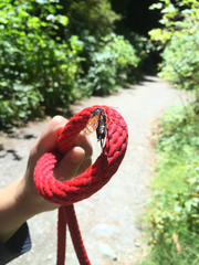 Urocerus californicus