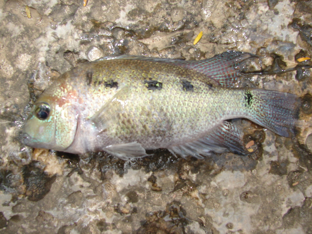 Almoloya Cichlid