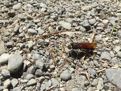 Urocerus californicus