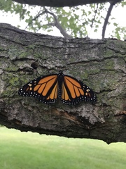 Danaus plexippus